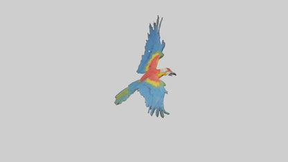 3D model Macaw flying model VR / AR / low-poly