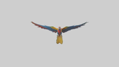 3D model Macaw flying model VR / AR / low-poly