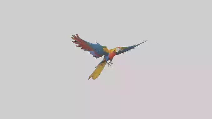 3D model Macaw flying model VR / AR / low-poly