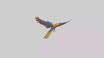 3D model Macaw flying model VR / AR / low-poly