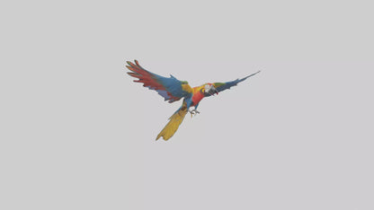 3D model Macaw flying model VR / AR / low-poly