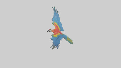 3D model Macaw flying model VR / AR / low-poly