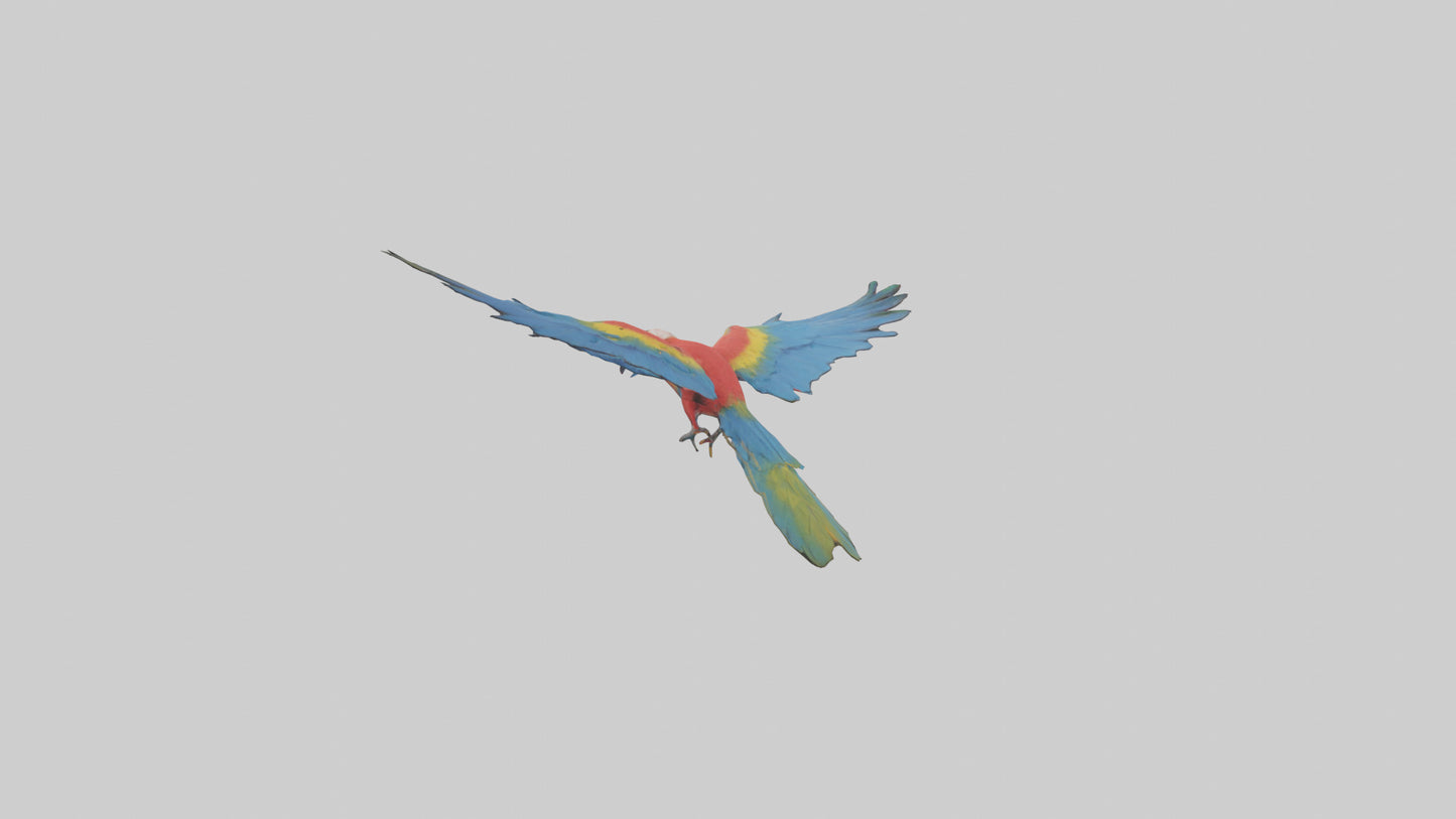 3D model Macaw flying model VR / AR / low-poly