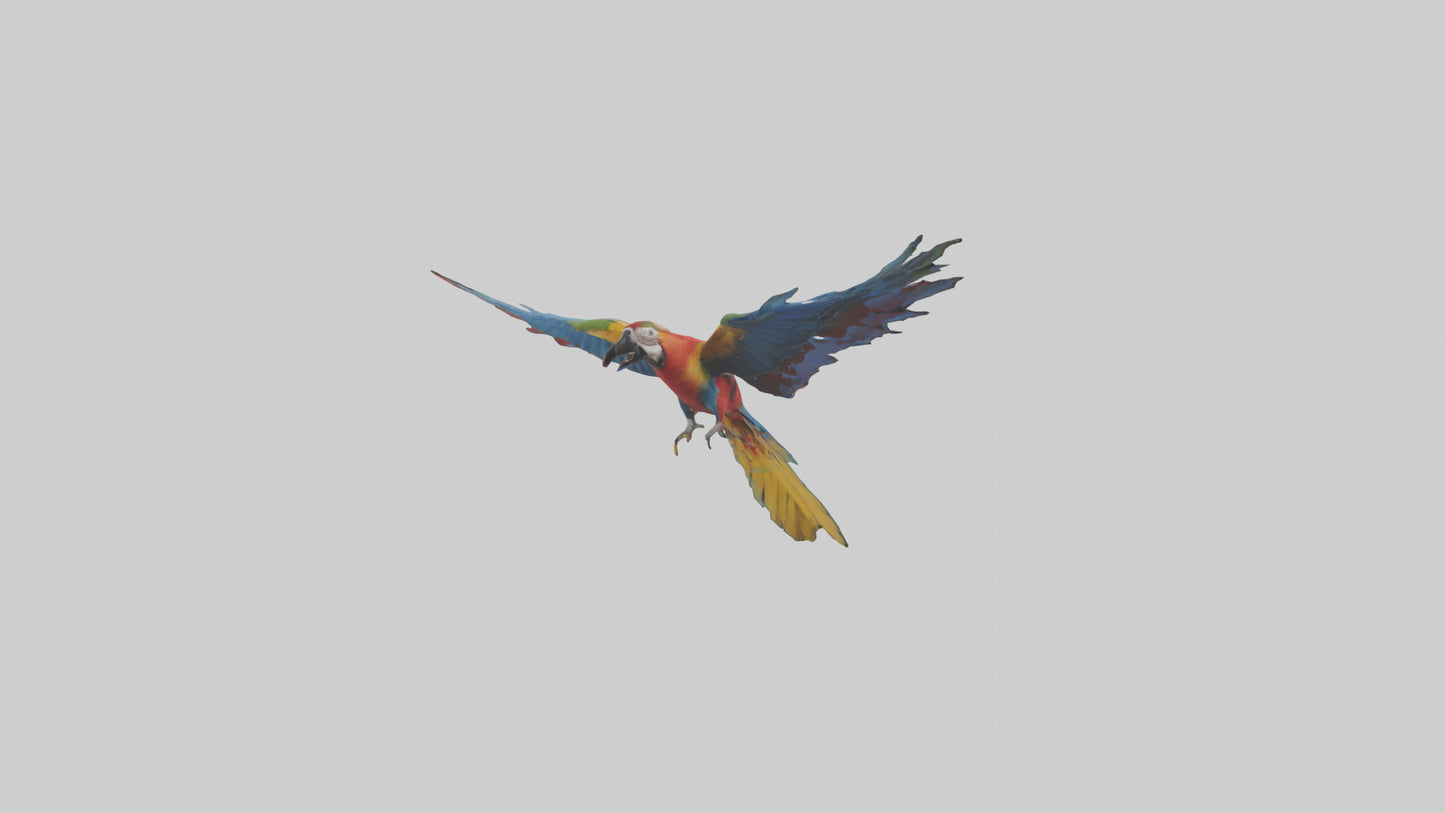 3D model Macaw flying model VR / AR / low-poly