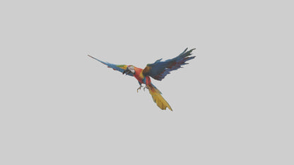 3D model Macaw flying model VR / AR / low-poly