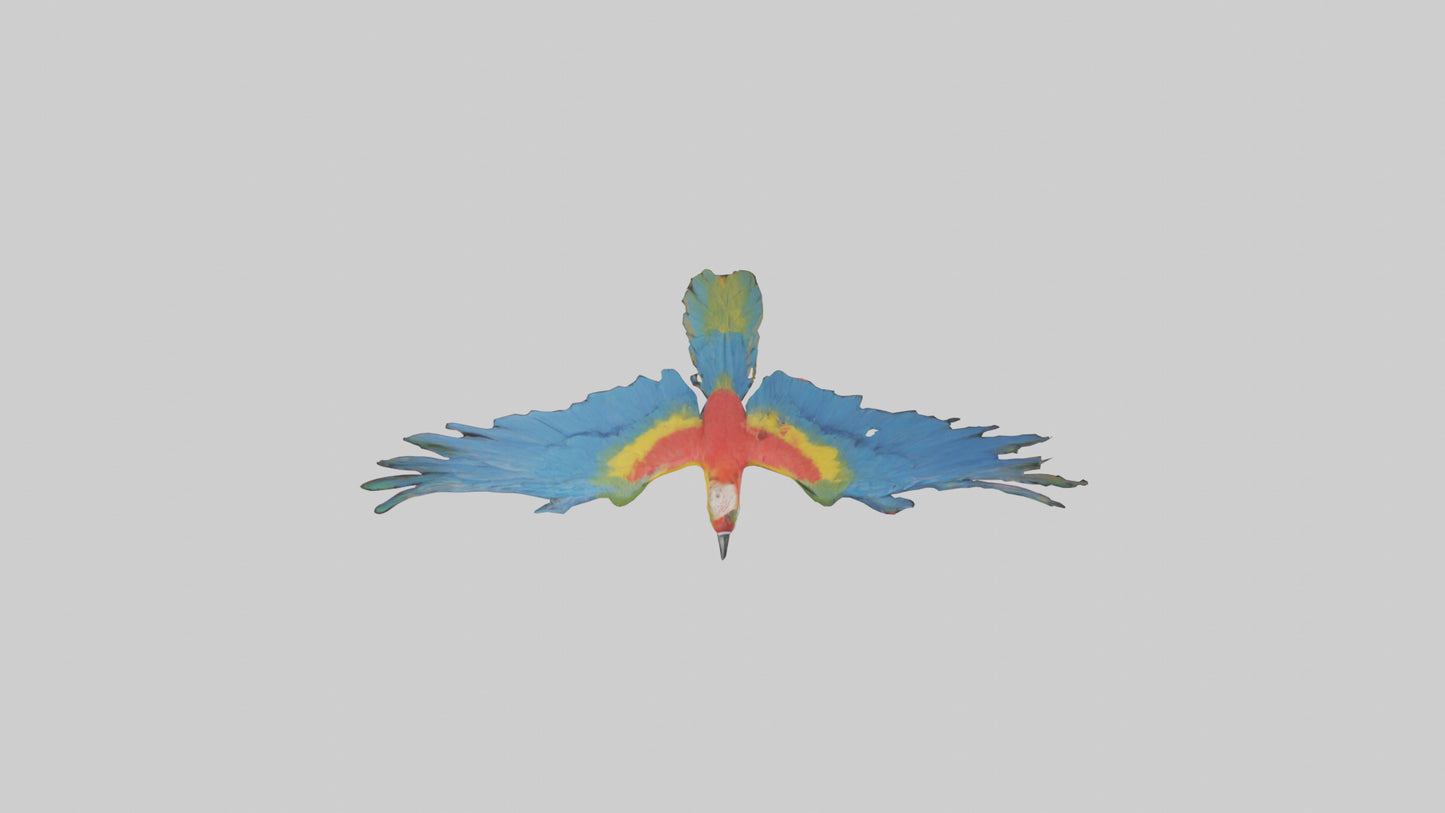 3D model Macaw flying model VR / AR / low-poly