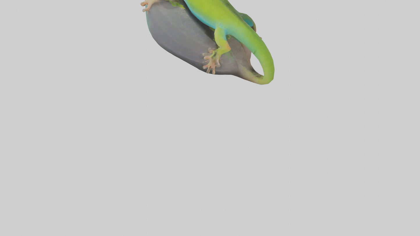 3D model Madagascar Day Gecko basking model VR / AR / low-poly