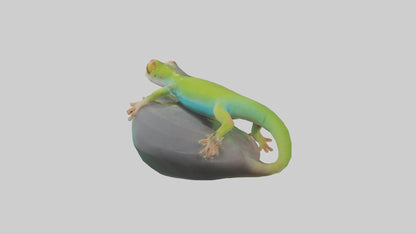 3D model Madagascar Day Gecko basking model VR / AR / low-poly
