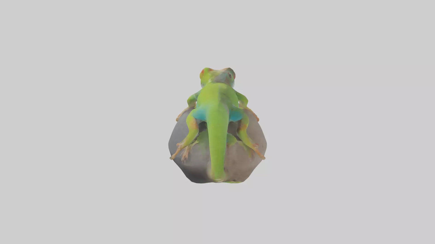 3D model Madagascar Day Gecko basking model VR / AR / low-poly
