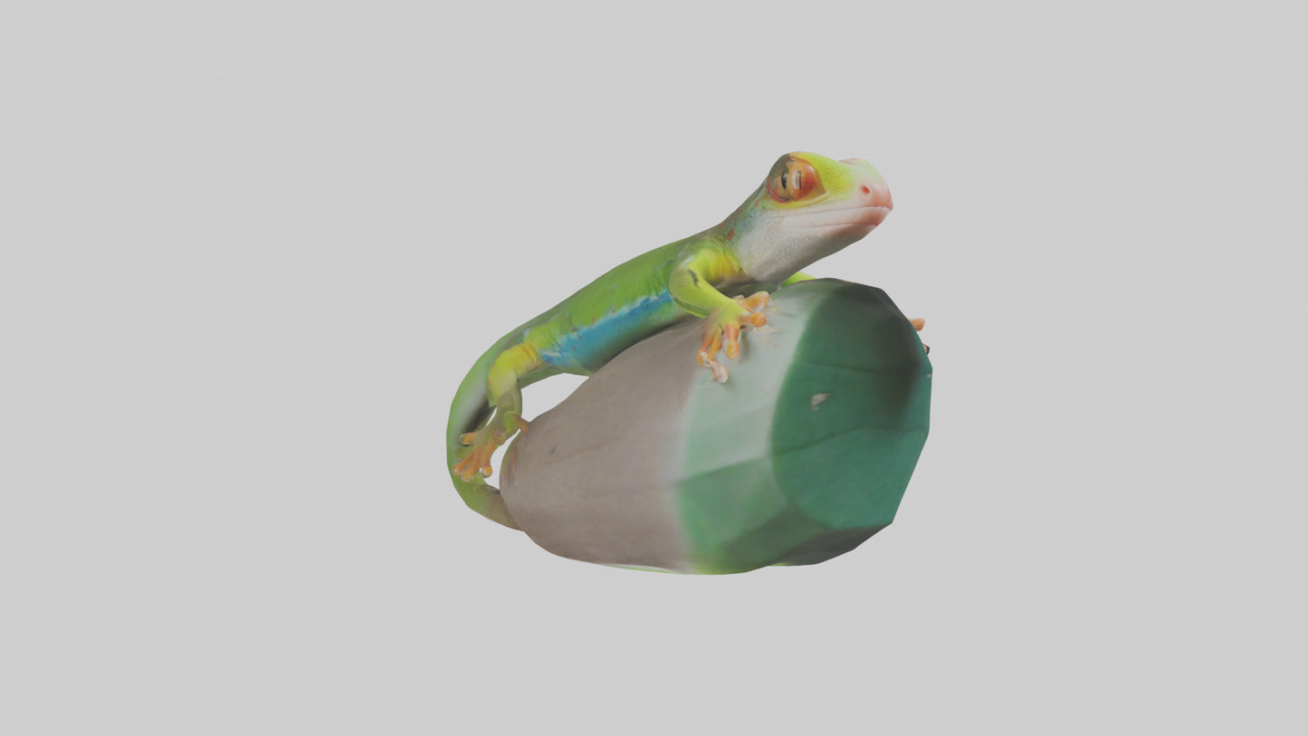 3D model Madagascar Day Gecko basking model VR / AR / low-poly