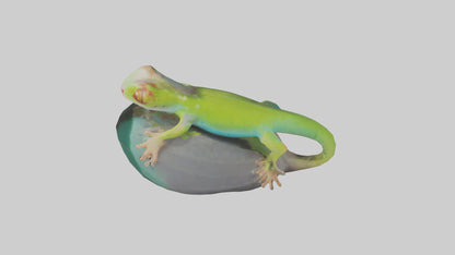 3D model Madagascar Day Gecko basking model VR / AR / low-poly