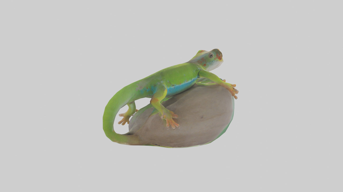 3D model Madagascar Day Gecko basking model VR / AR / low-poly