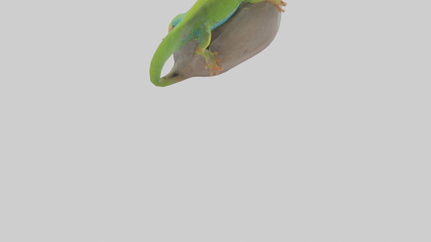 3D model Madagascar Day Gecko basking model VR / AR / low-poly