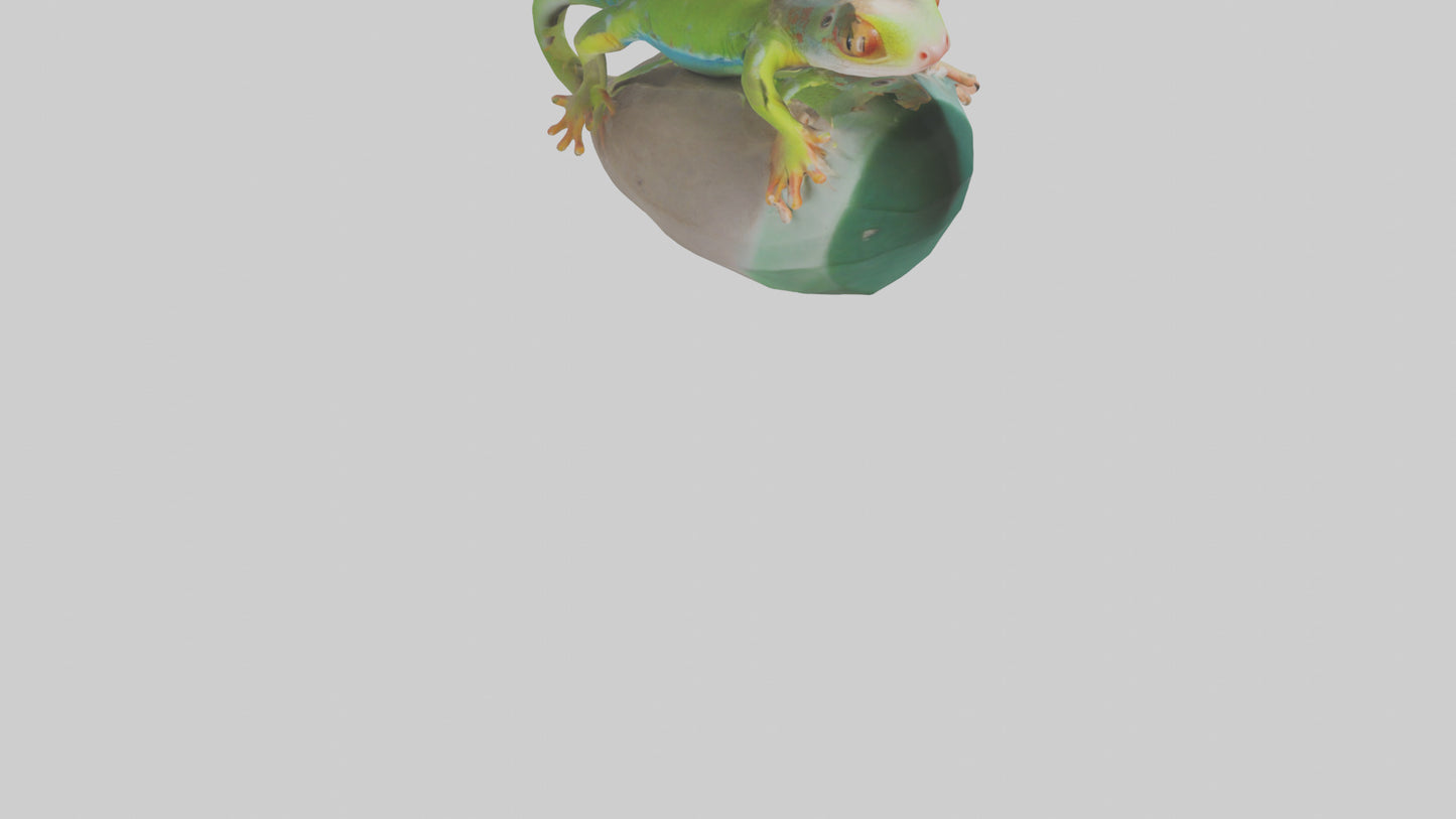 3D model Madagascar Day Gecko basking model VR / AR / low-poly