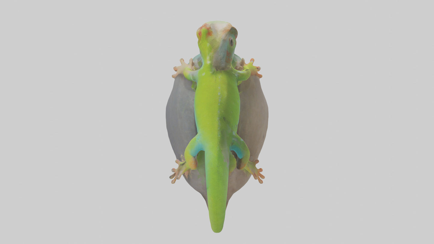 3D model Madagascar Day Gecko basking model VR / AR / low-poly
