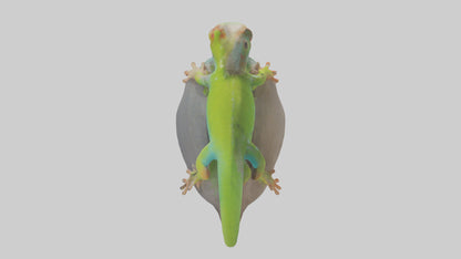 3D model Madagascar Day Gecko basking model VR / AR / low-poly