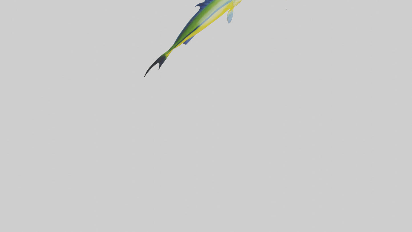 3D model MahiMahi leaping model VR / AR / low-poly