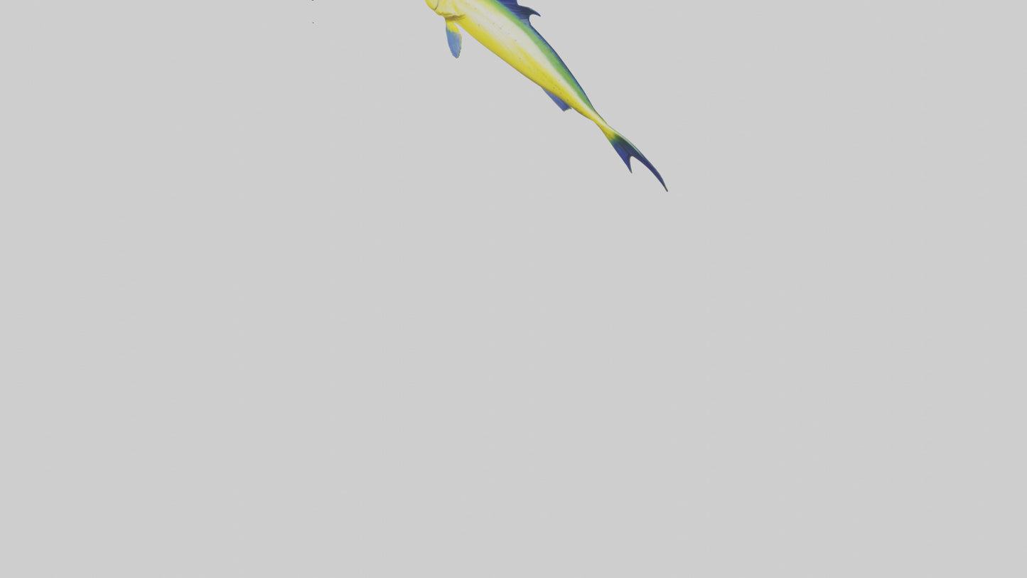 3D model MahiMahi leaping model VR / AR / low-poly