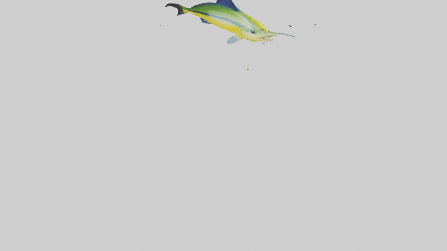 3D model MahiMahi leaping model VR / AR / low-poly
