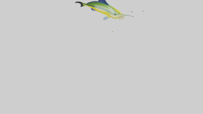 3D model MahiMahi leaping model VR / AR / low-poly