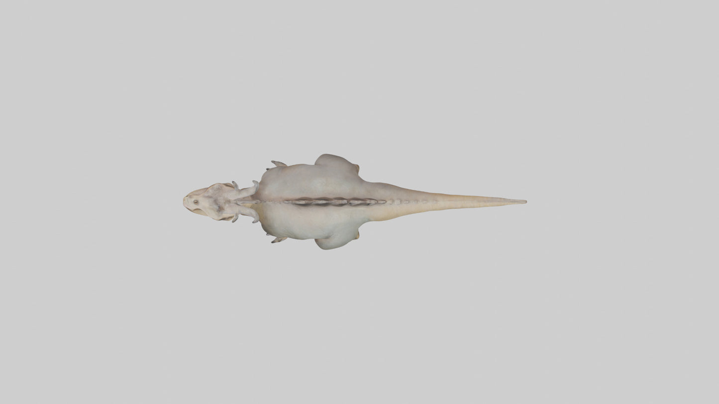 3D model Maiasaura model VR / AR / low-poly