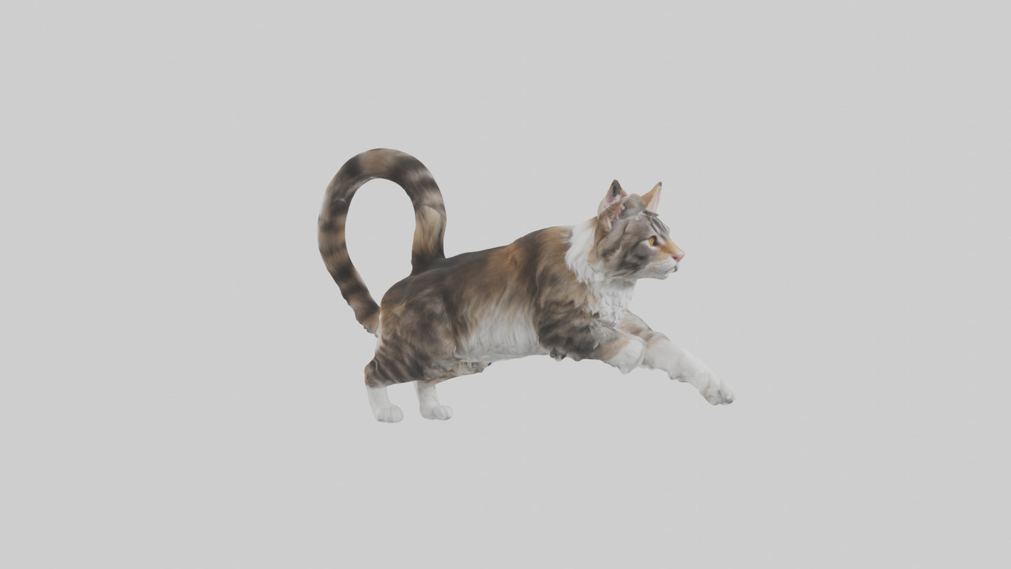 3D model Maine Coon climbing model VR / AR / low-poly