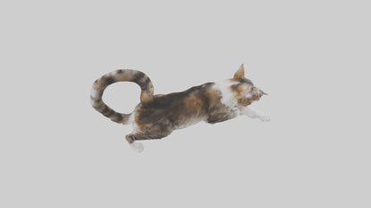 3D model Maine Coon climbing model VR / AR / low-poly