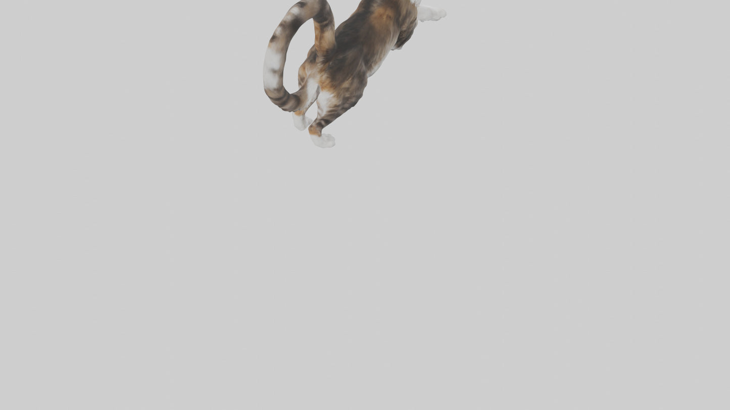 3D model Maine Coon climbing model VR / AR / low-poly