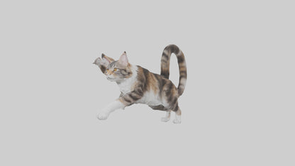 3D model Maine Coon climbing model VR / AR / low-poly