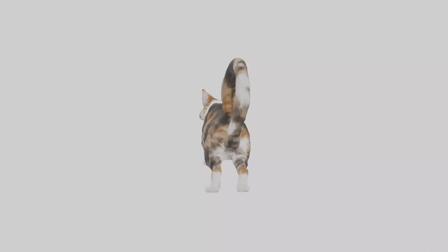 3D model Maine Coon climbing model VR / AR / low-poly