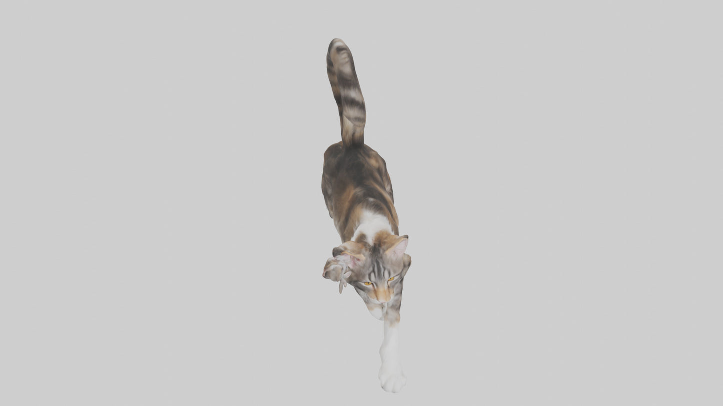 3D model Maine Coon climbing model VR / AR / low-poly