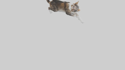 3D model Maine Coon climbing model VR / AR / low-poly