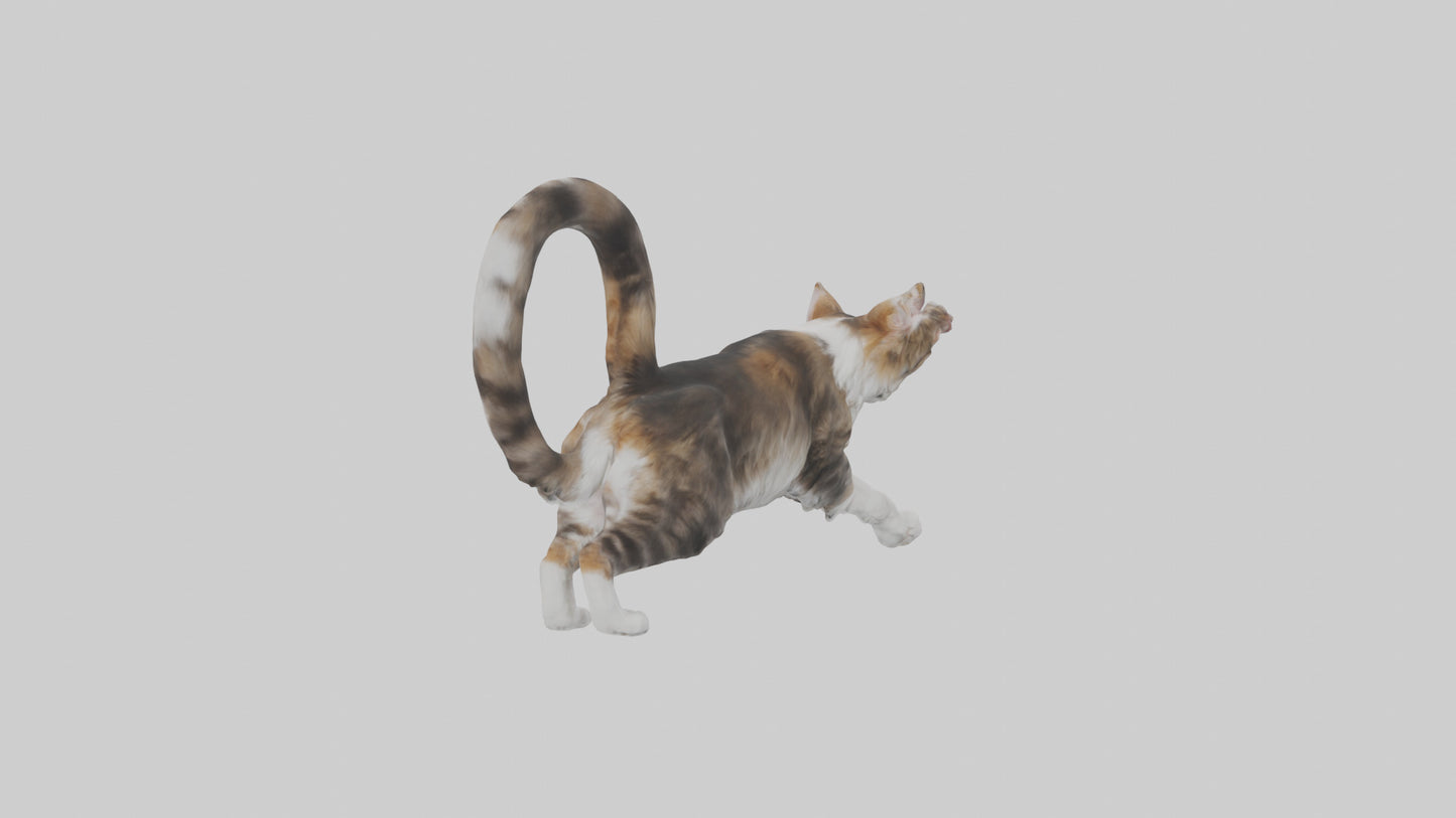 3D model Maine Coon climbing model VR / AR / low-poly