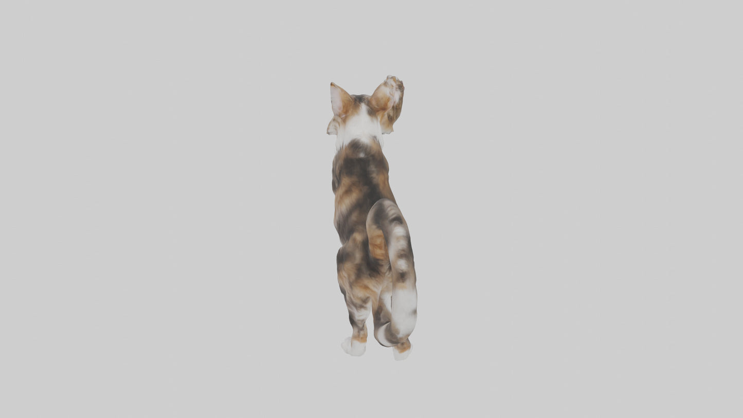 3D model Maine Coon climbing model VR / AR / low-poly