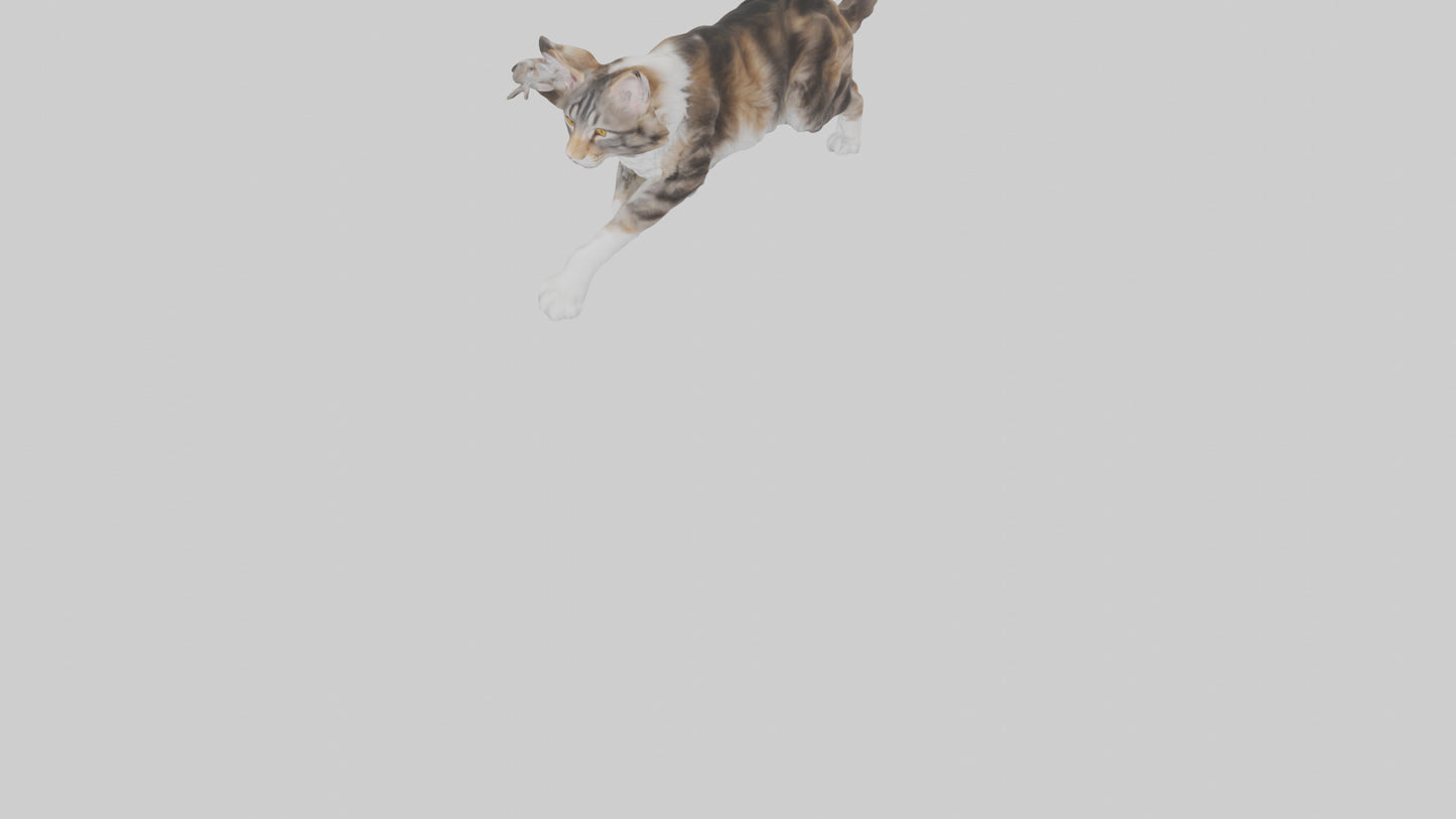3D model Maine Coon climbing model VR / AR / low-poly