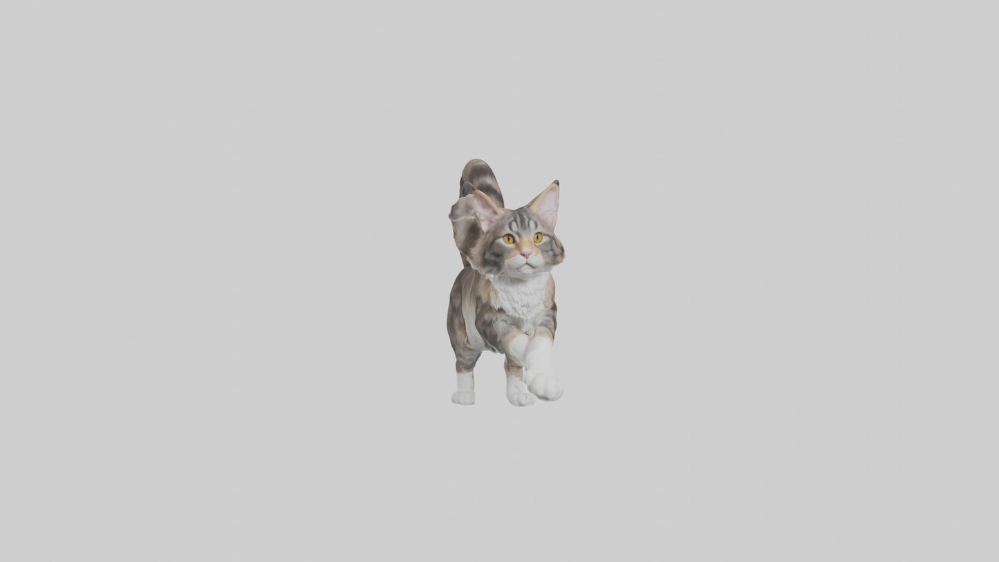3D model Maine Coon climbing model VR / AR / low-poly