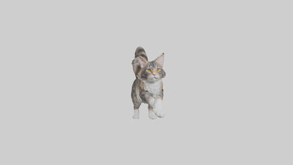 3D model Maine Coon climbing model VR / AR / low-poly
