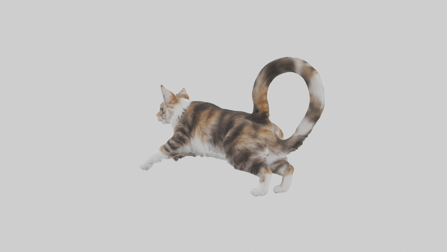 3D model Maine Coon climbing model VR / AR / low-poly
