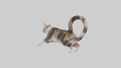 3D model Maine Coon climbing model VR / AR / low-poly