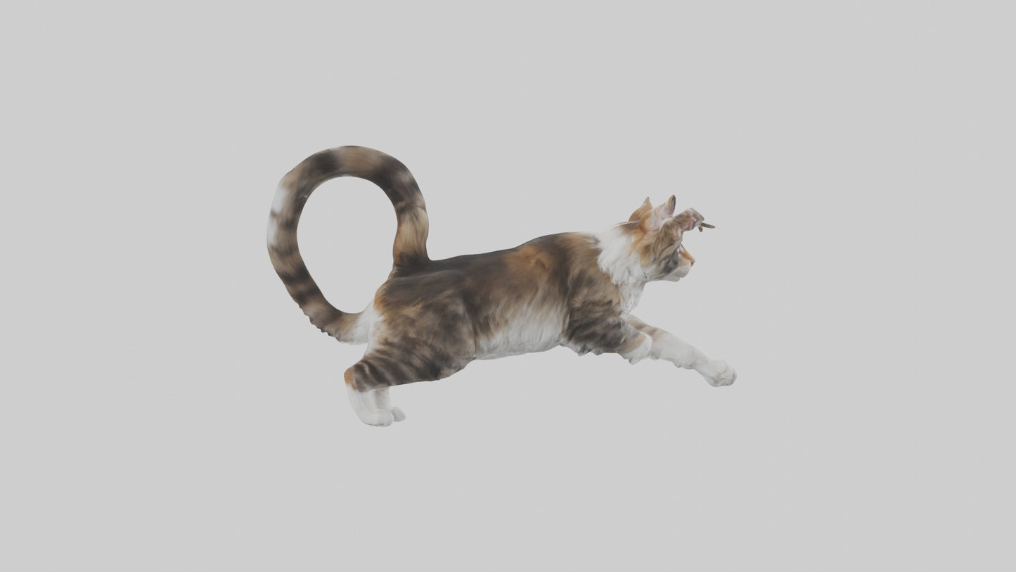 3D model Maine Coon climbing model VR / AR / low-poly