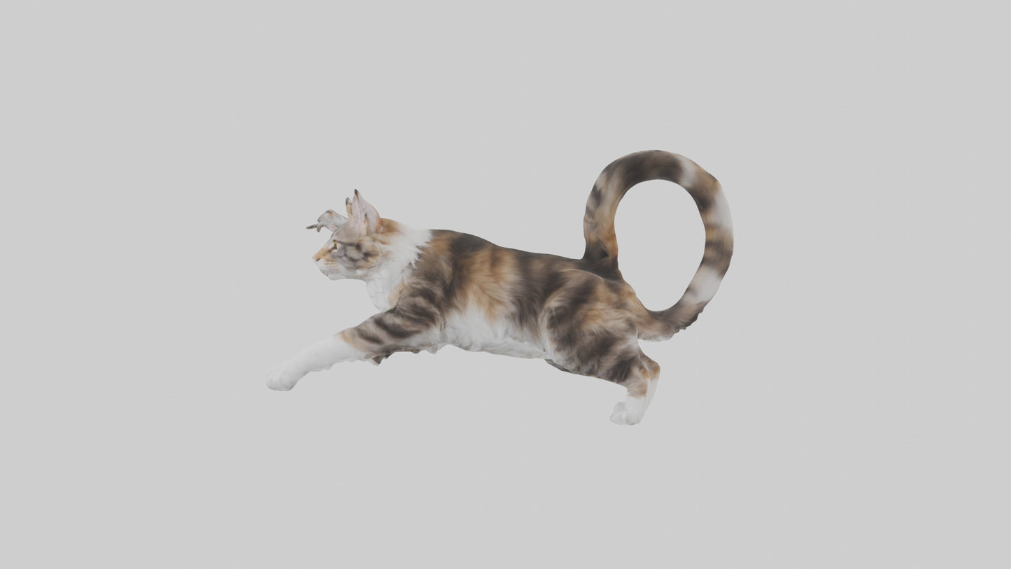 3D model Maine Coon climbing model VR / AR / low-poly