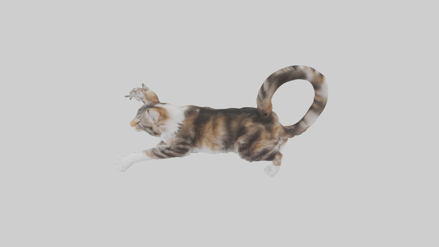 3D model Maine Coon climbing model VR / AR / low-poly