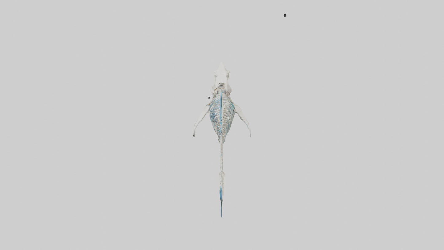 Mako Shark Skeleton model VR / AR / low-poly