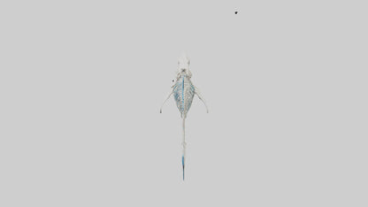 Mako Shark Skeleton model VR / AR / low-poly