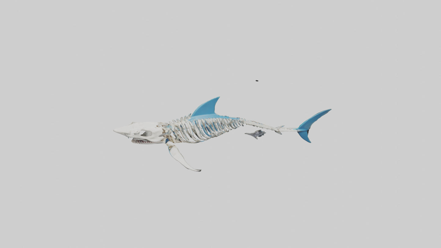 Mako Shark Skeleton model VR / AR / low-poly