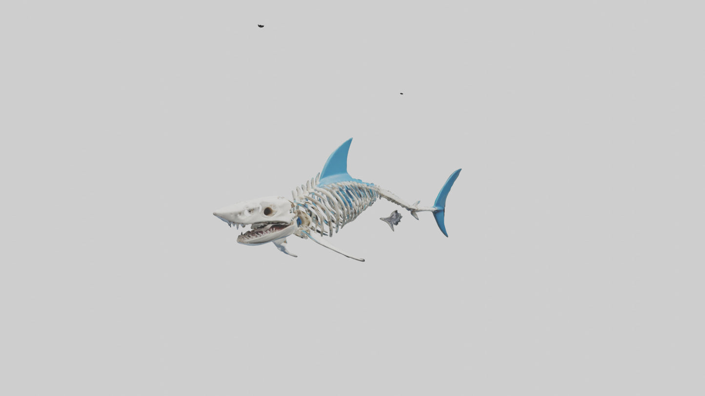 Mako Shark Skeleton model VR / AR / low-poly