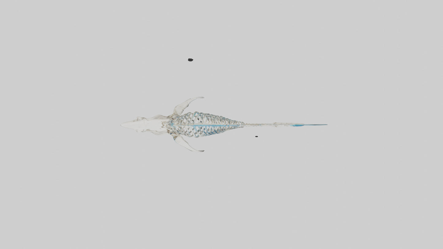 Mako Shark Skeleton model VR / AR / low-poly