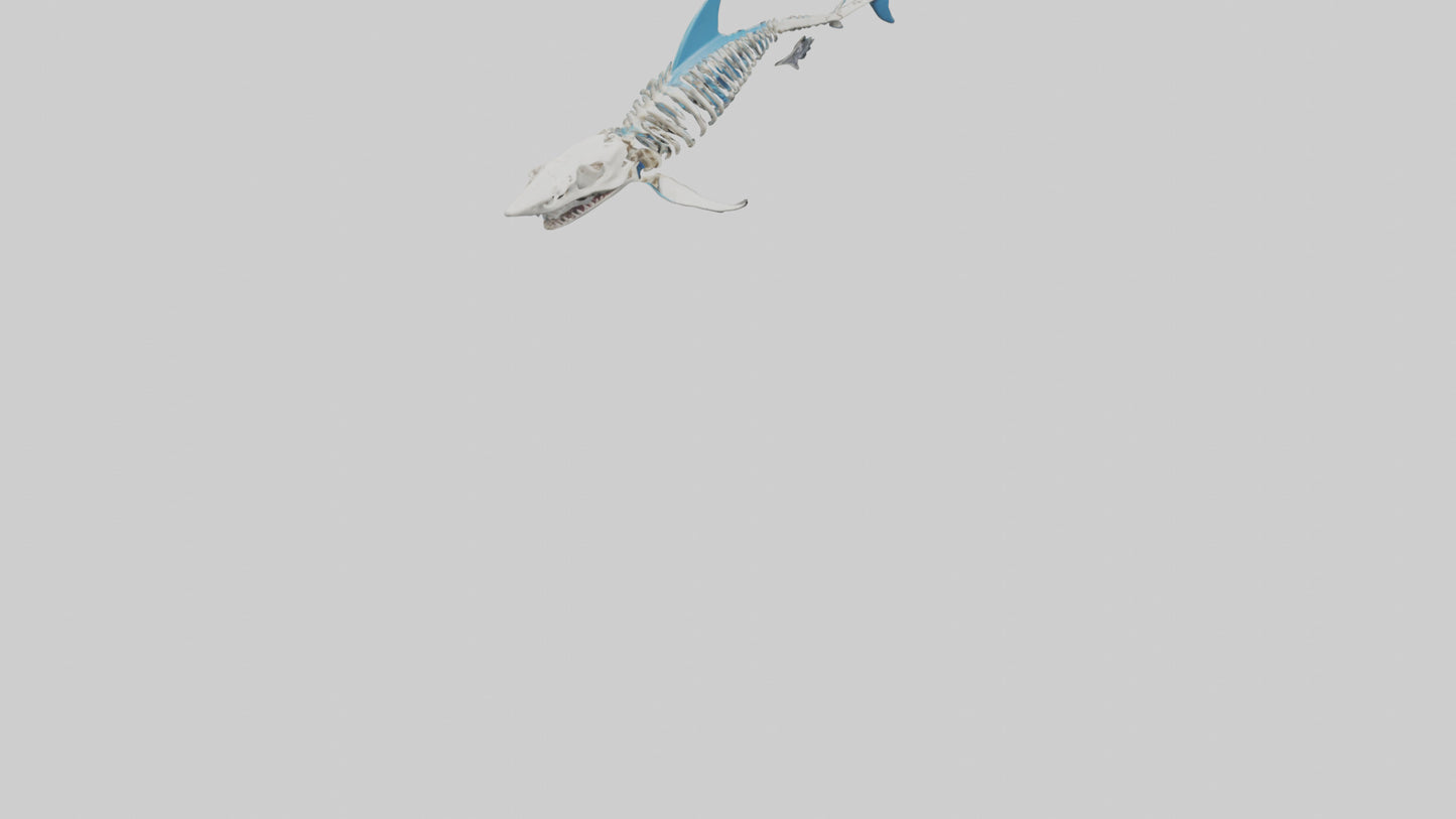 Mako Shark Skeleton model VR / AR / low-poly