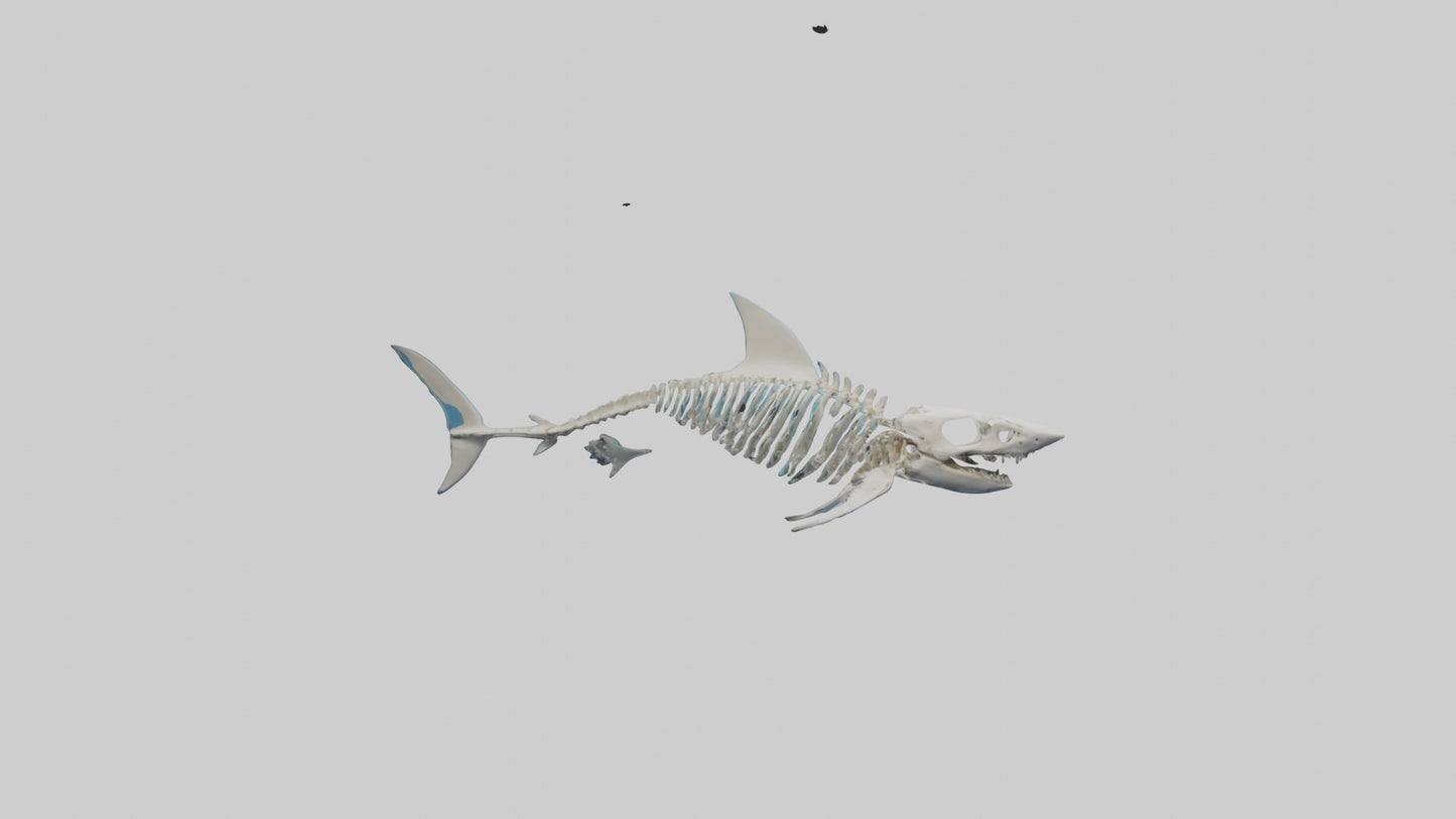 Mako Shark Skeleton model VR / AR / low-poly