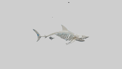 Mako Shark Skeleton model VR / AR / low-poly